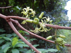 Acronychia imperforata