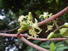 Acronychia imperforata