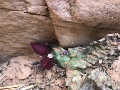 Stapeliopsis neronis