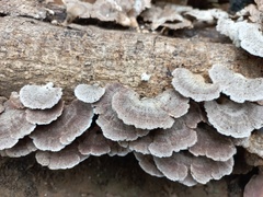 Schizophyllum commune
