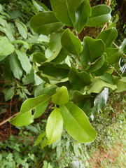 Acronychia imperforata