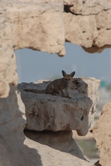 Vulpes vulpes arabica