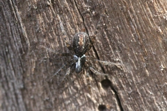 Textrix denticulata