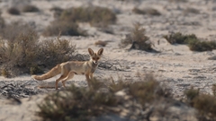 Vulpes vulpes arabica