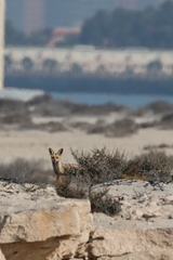 Vulpes vulpes arabica