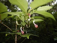 Ceropegia cumingiana