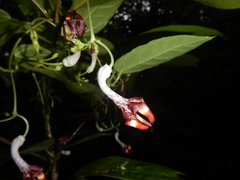 Ceropegia cumingiana