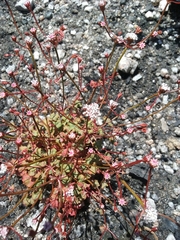 Eriogonum nortonii