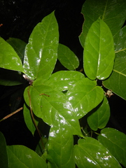 Ceropegia cumingiana