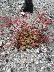 Eriogonum nortonii
