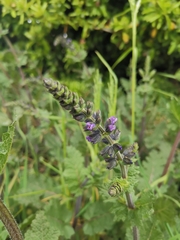 Salvia verbenaca