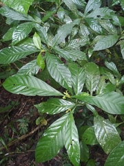 Psychotria carthagenensis