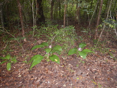 Curcuma australasica
