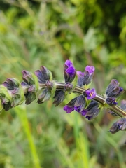 Salvia verbenaca