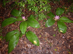 Curcuma australasica