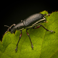 Alocorhinus curtisii