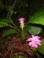 Curcuma australasica