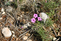 Erodium sanguis-christi