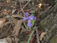 Iris verna smalliana