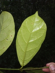 Prestonia leco