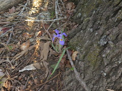 Iris verna smalliana