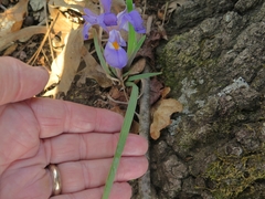 Iris verna smalliana