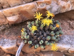 Conophytum meyeri