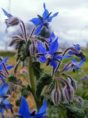 Borago officinalis