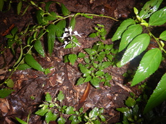 Orthosiphon aristatus