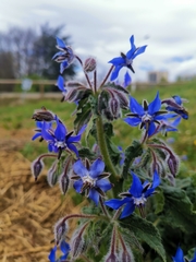 Borago officinalis