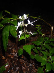 Orthosiphon aristatus