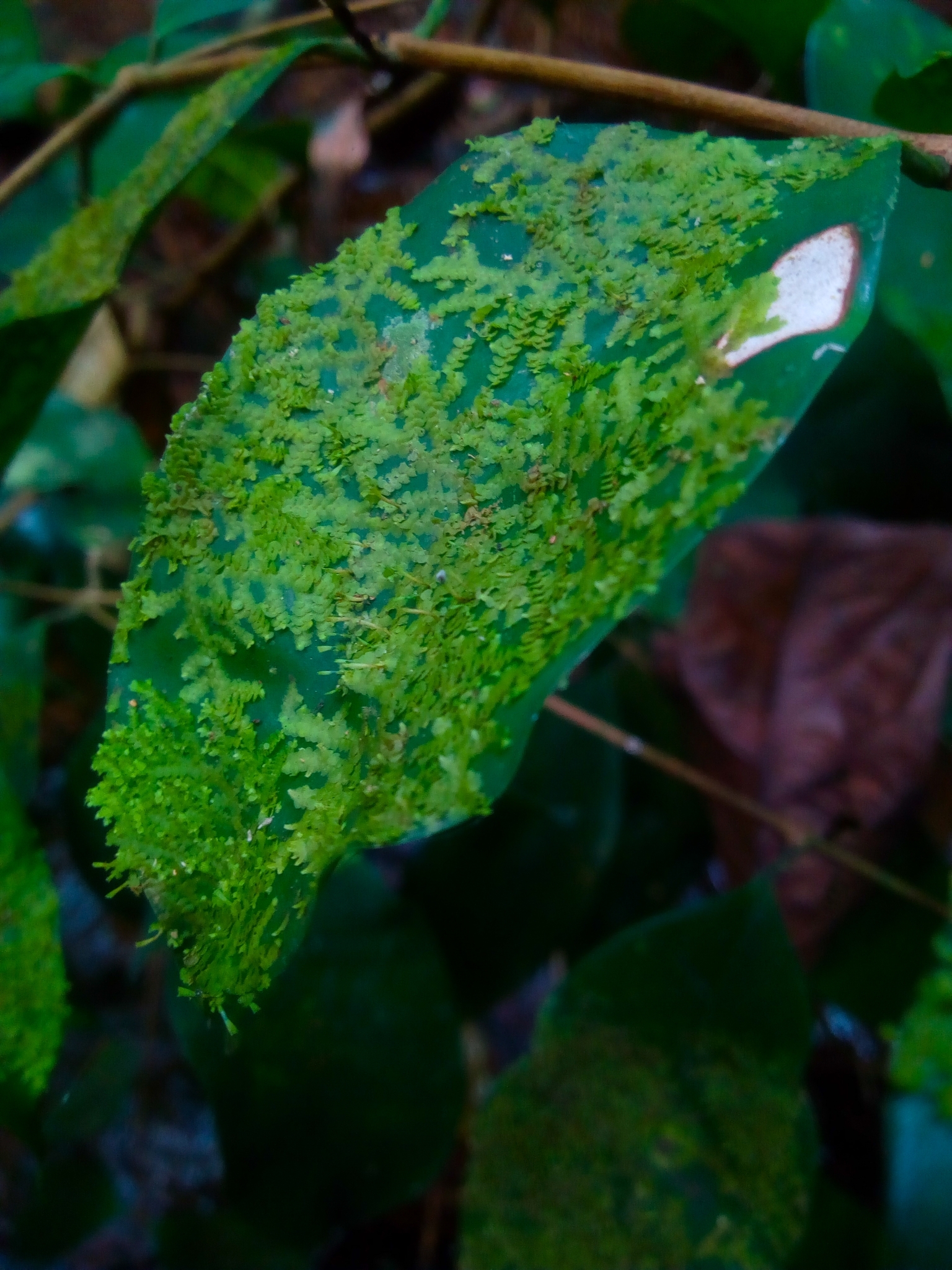 Radula flaccida