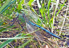 Anax imperator
