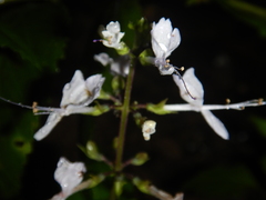Orthosiphon aristatus