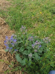 Borago officinalis