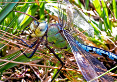 Anax imperator
