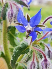 Borago officinalis