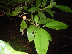 Atractocarpus sessilis