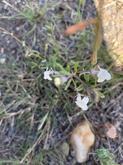 Linaria nigricans