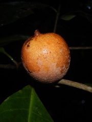 Atractocarpus sessilis