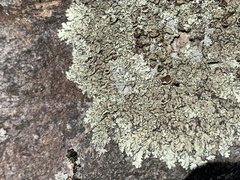 Xanthoparmelia hypofusca