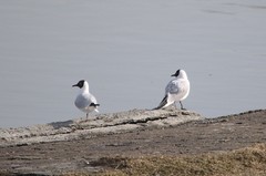 Chroicocephalus ridibundus