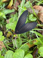 Gynautocera rubriscutellata