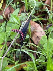 Gynautocera rubriscutellata