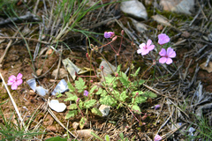 Erodium sanguis-christi