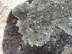 Xanthoparmelia hypofusca