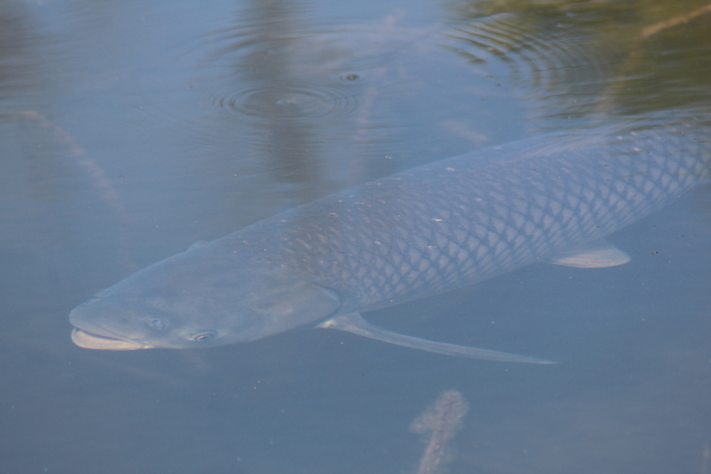 草鱼 Grass Carp (西双版纳的鱼) · iNaturalist
