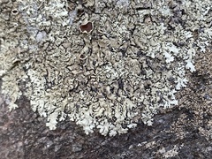 Xanthoparmelia hypofusca