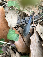 Carabus blaptoides