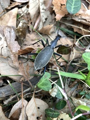 Carabus blaptoides